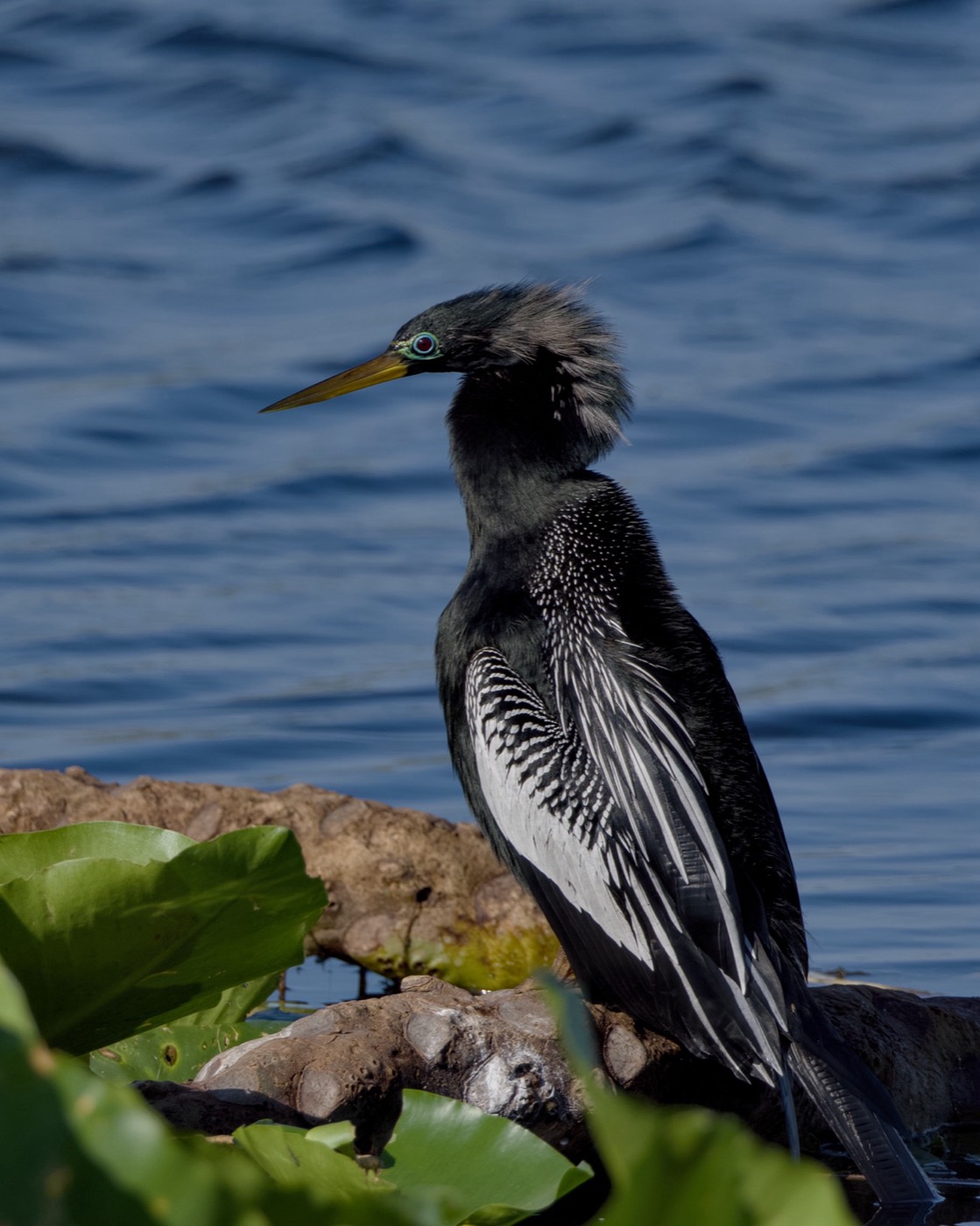 Anhinga on the Channel, Tampa Bay, Florida — fine art print