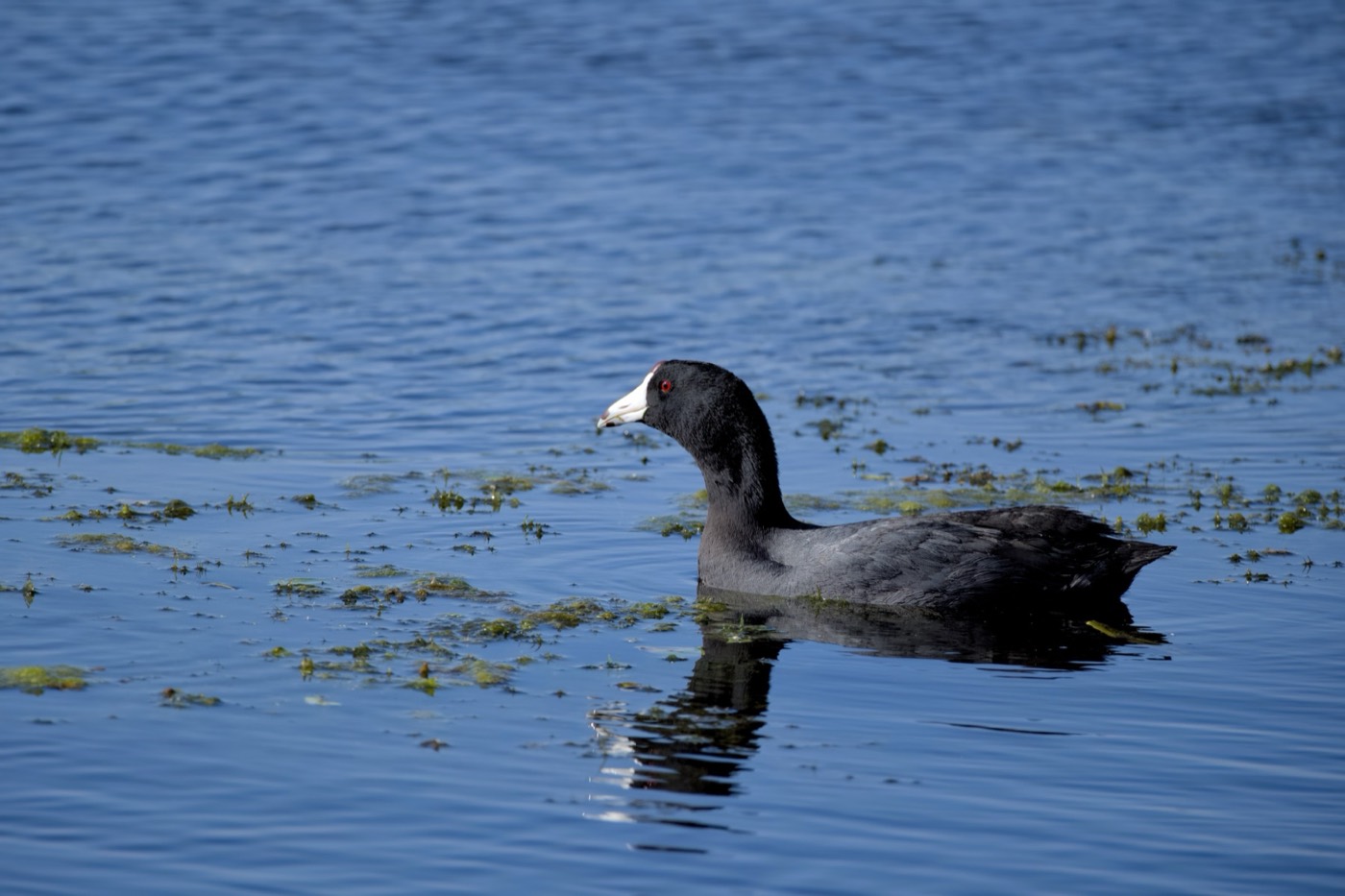 Coot in Hyacinth, Tampa Bay, Florida — fine art print