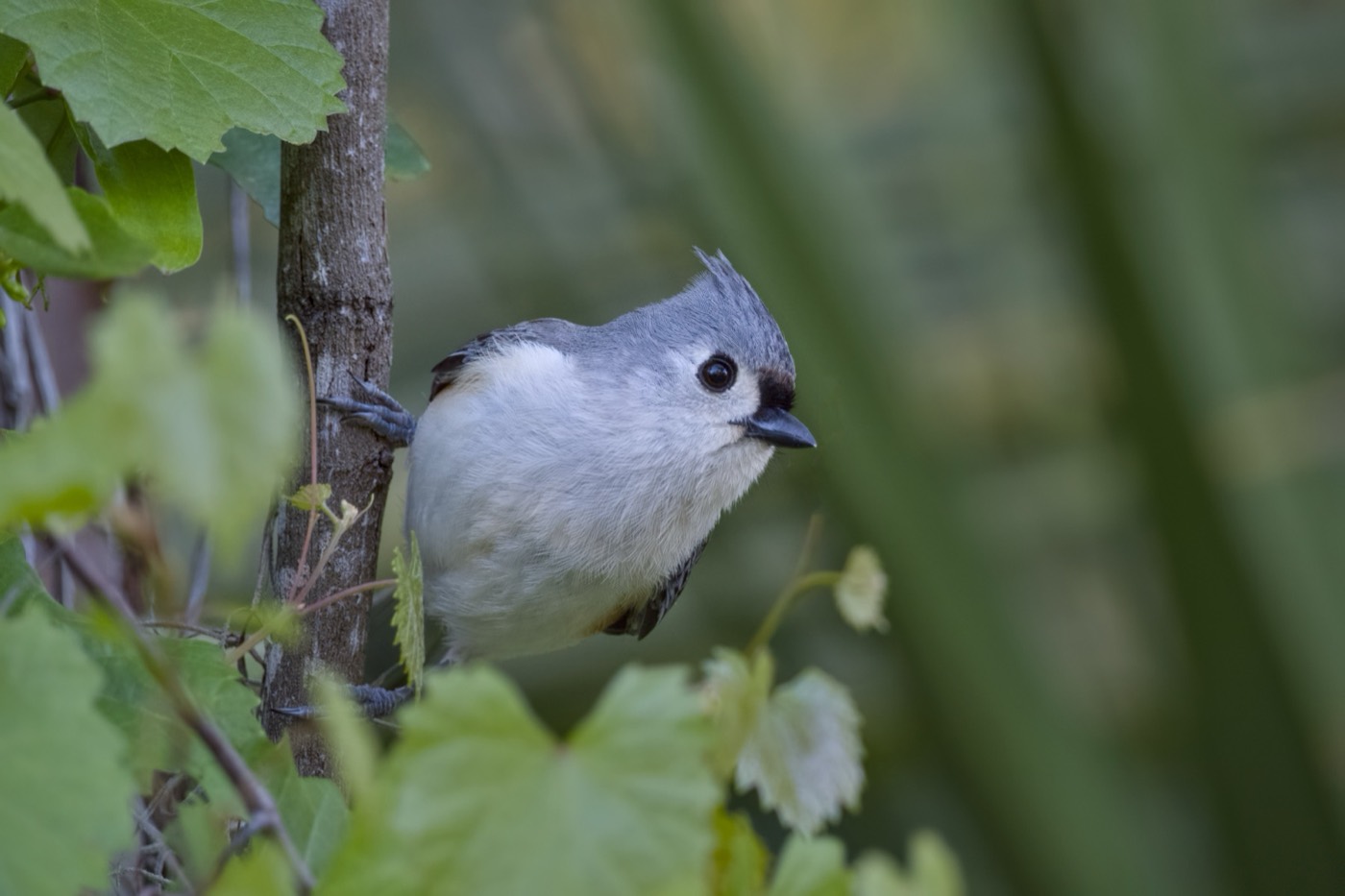 Titmouse, Spring, Tampa Bay, Florida — fine art print