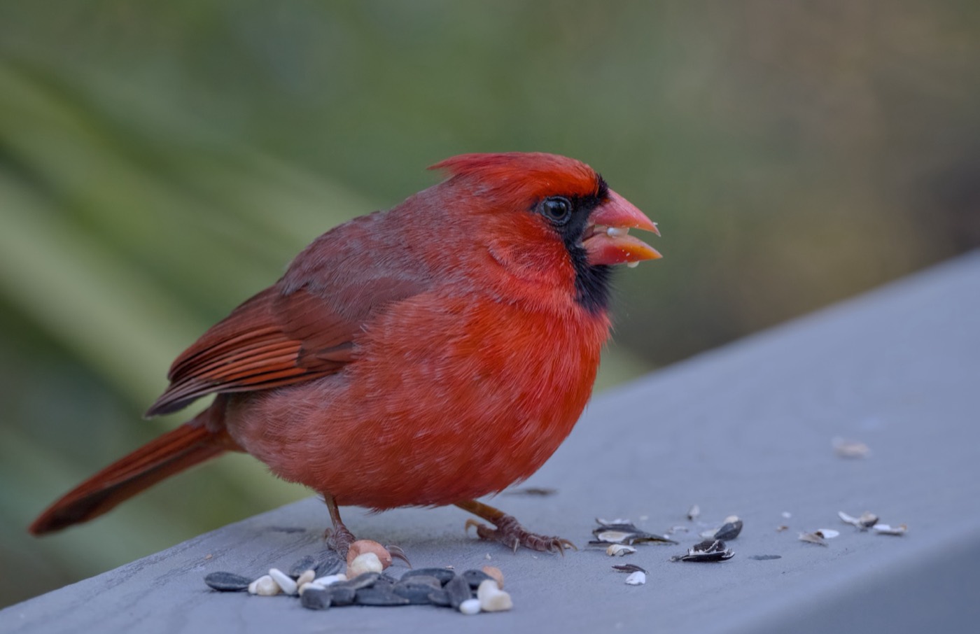 Cardinal at the Feeder, Tampa Bay, Florida — fine art print