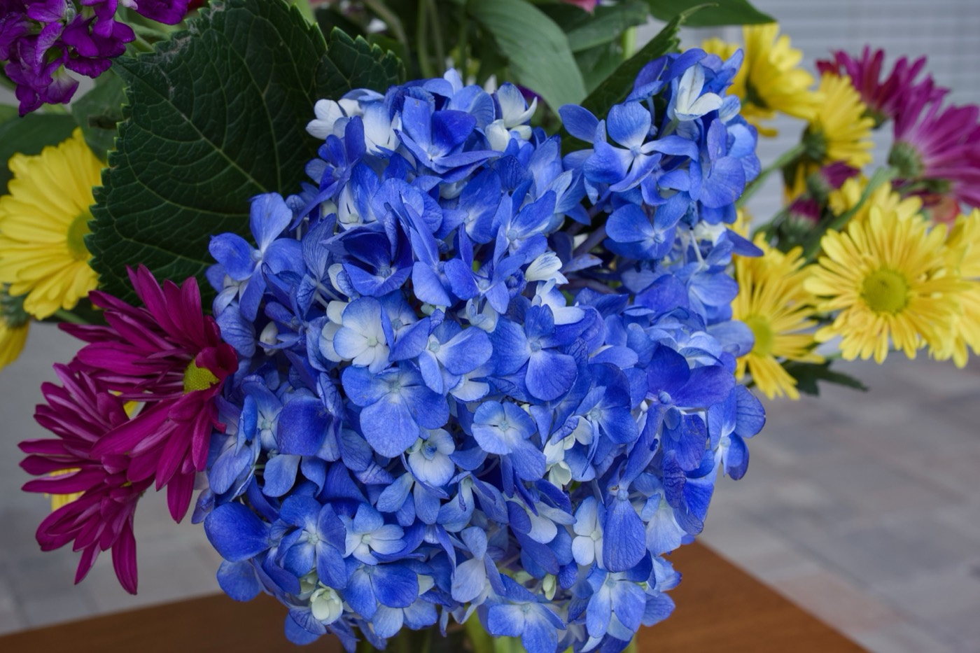 Blue Hydrangea, Tampa Bay, Florida — fine art print