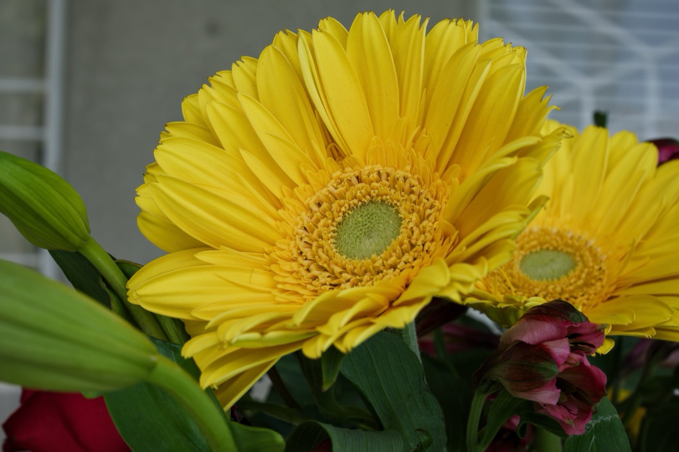 Yellow Gerbera, Tampa Bay, Florida — fine art print
