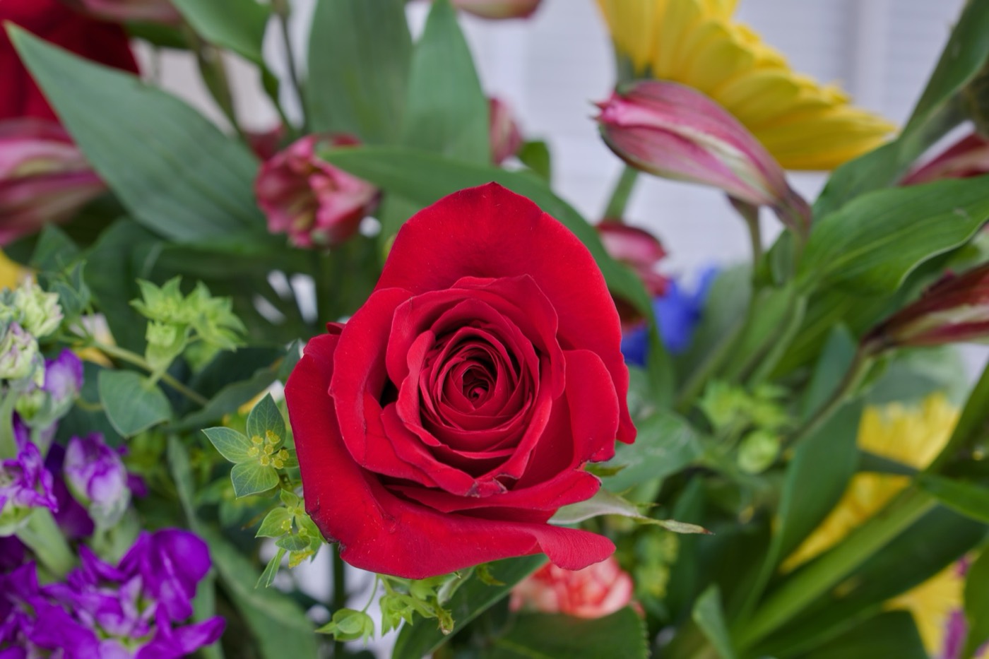 Red Rose, Tampa Bay, Florida — fine art print