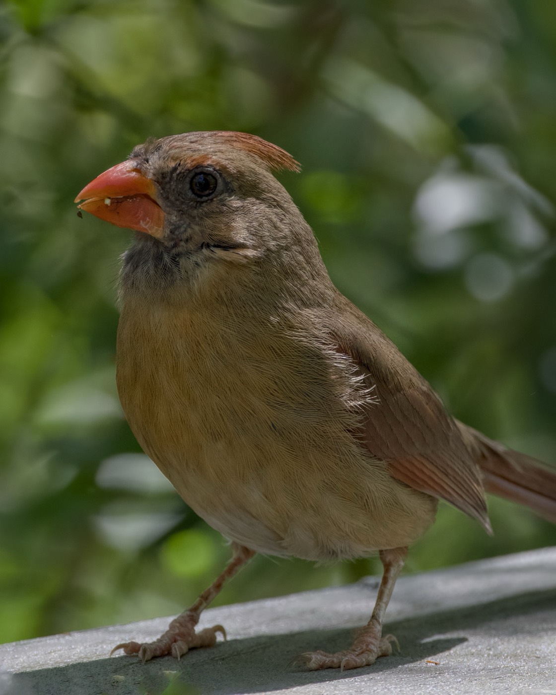 Female Cardinal, March, Tampa Bay, Florida — fine art print