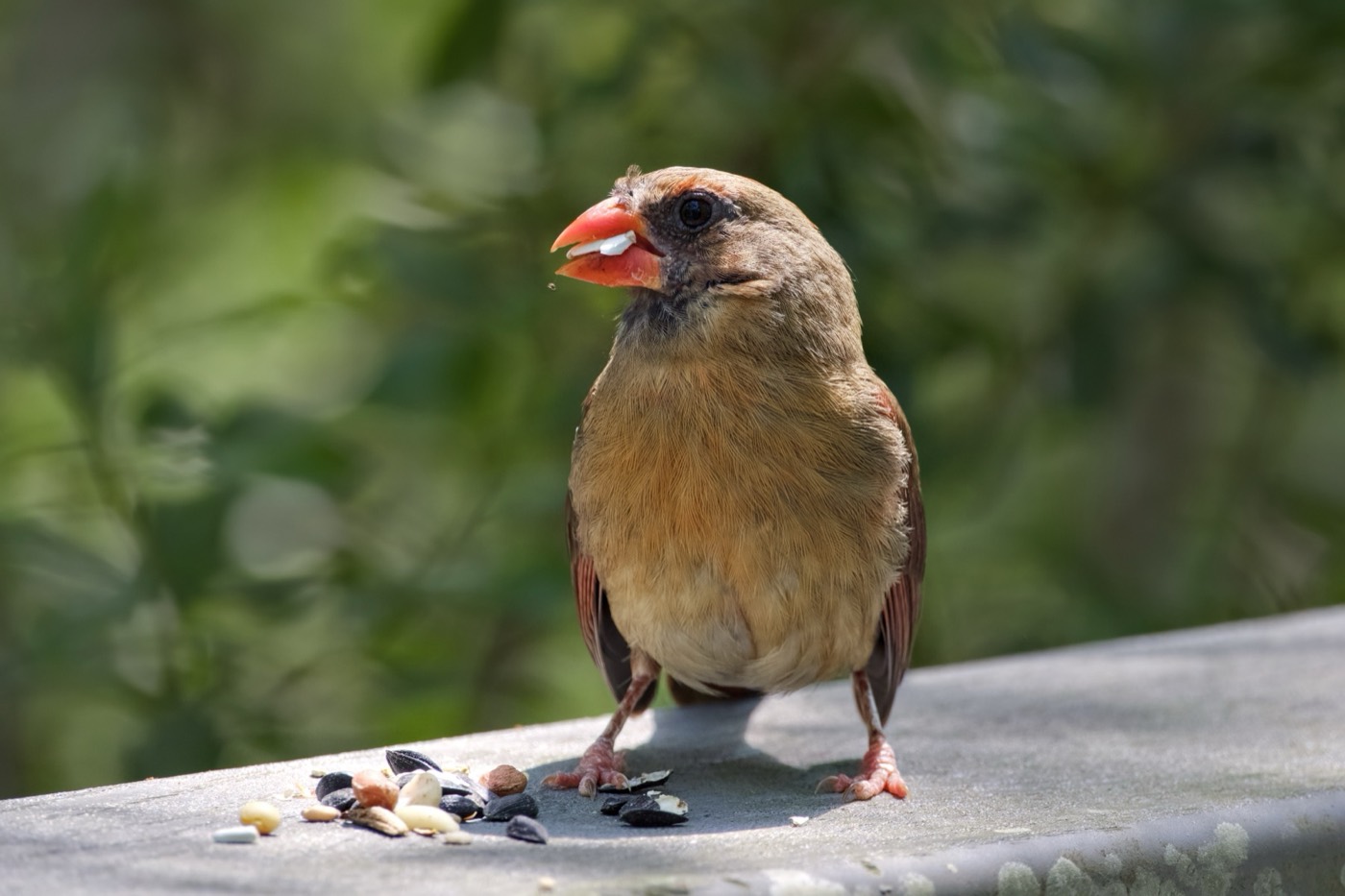 At the Seed, Tampa Bay, Florida — fine art print