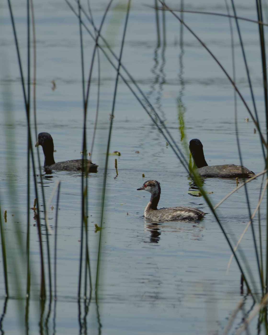 Mottled Ducks, Tampa Bay, Florida — fine art print