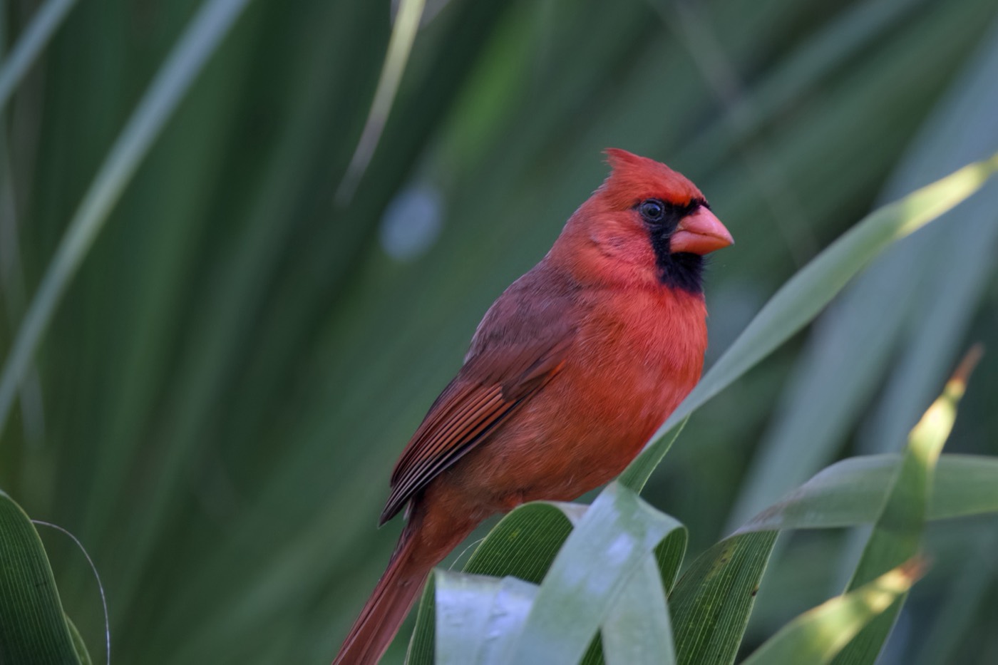 April Cardinal, Tampa Bay, Florida — fine art print