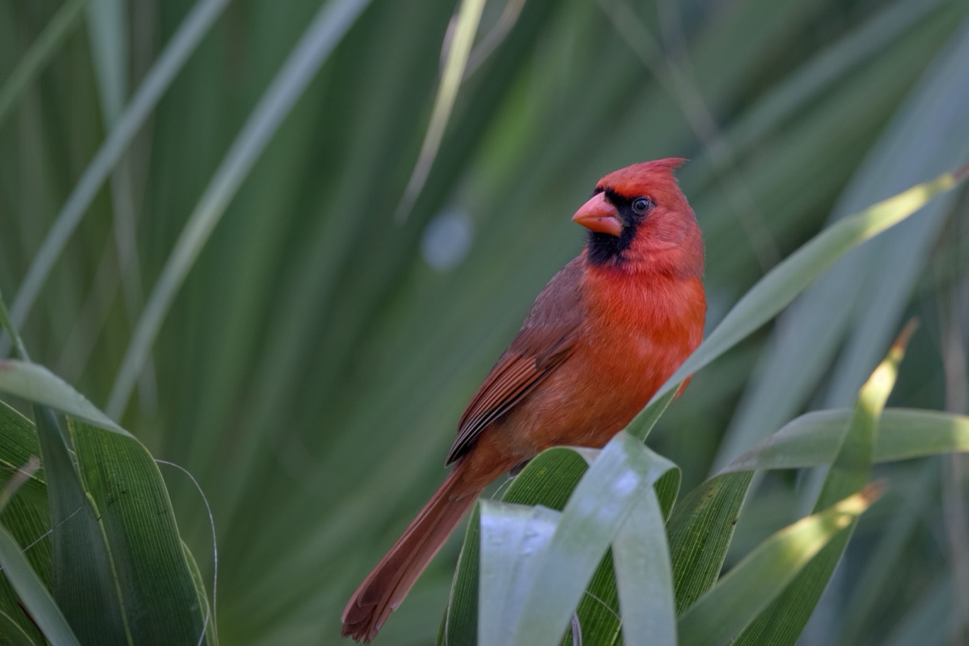 Cardinal in Palmetto, Tampa Bay, Florida — fine art print
