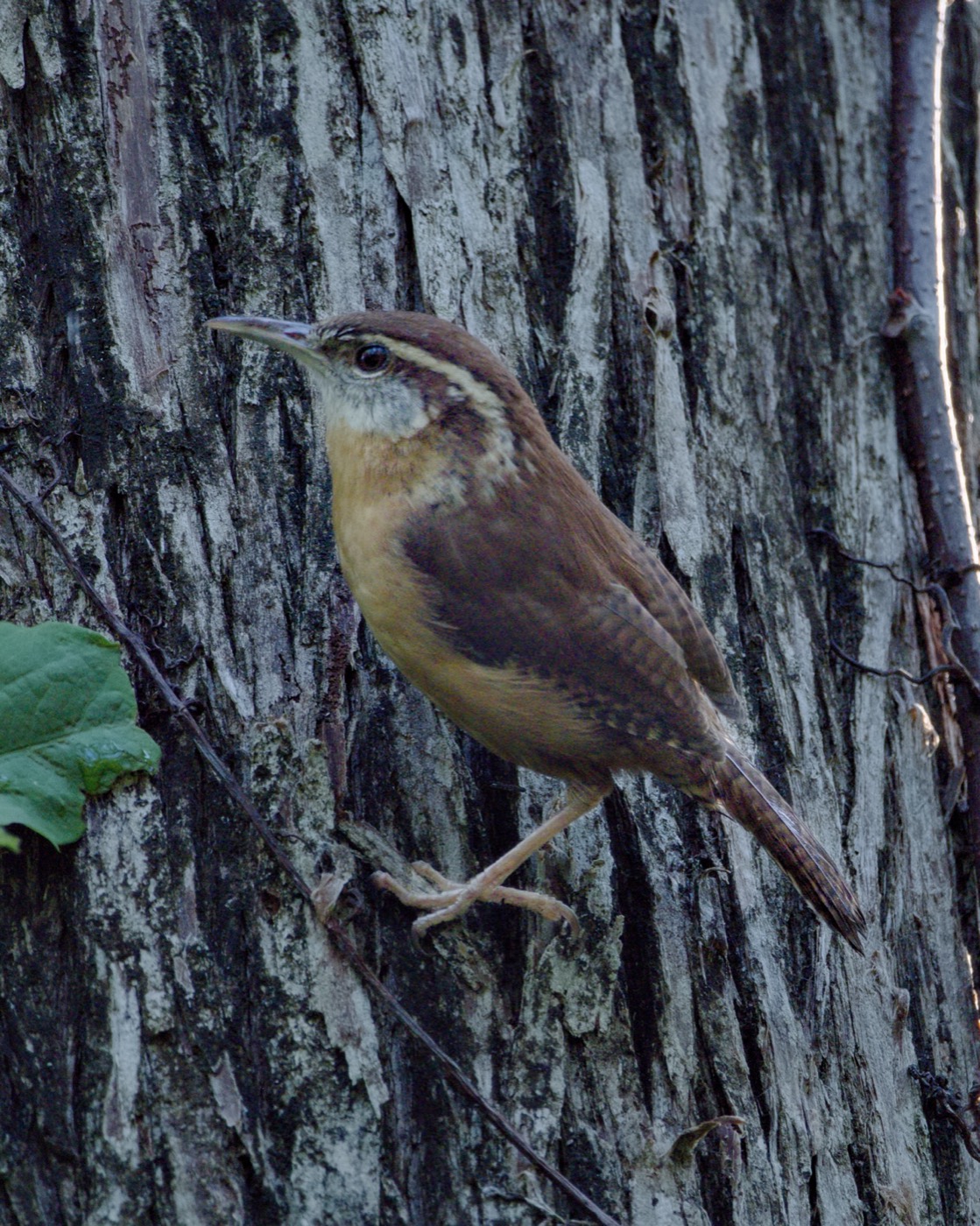 Carolina Wren on Oak, Tampa Bay, Florida — fine art print