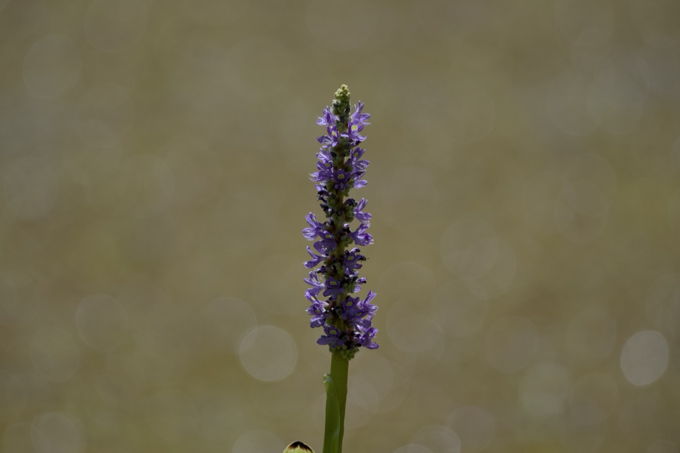 Pickerelweed, Tampa Bay, Florida — fine art print