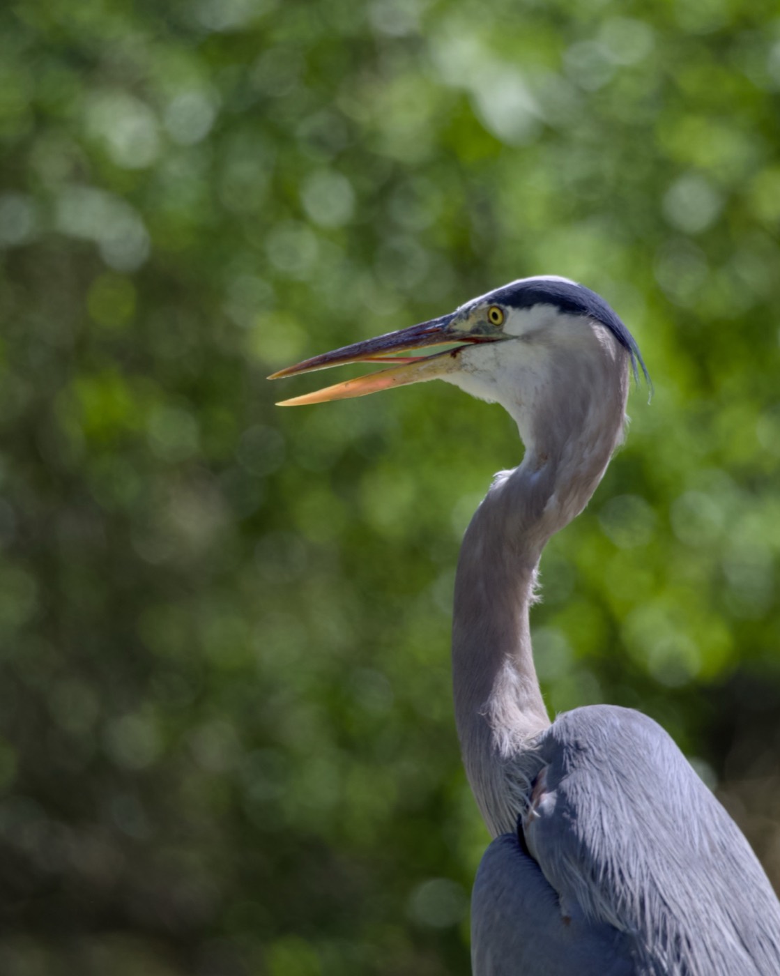 Great Blue Among Trees, Tampa Bay, Florida — fine art print