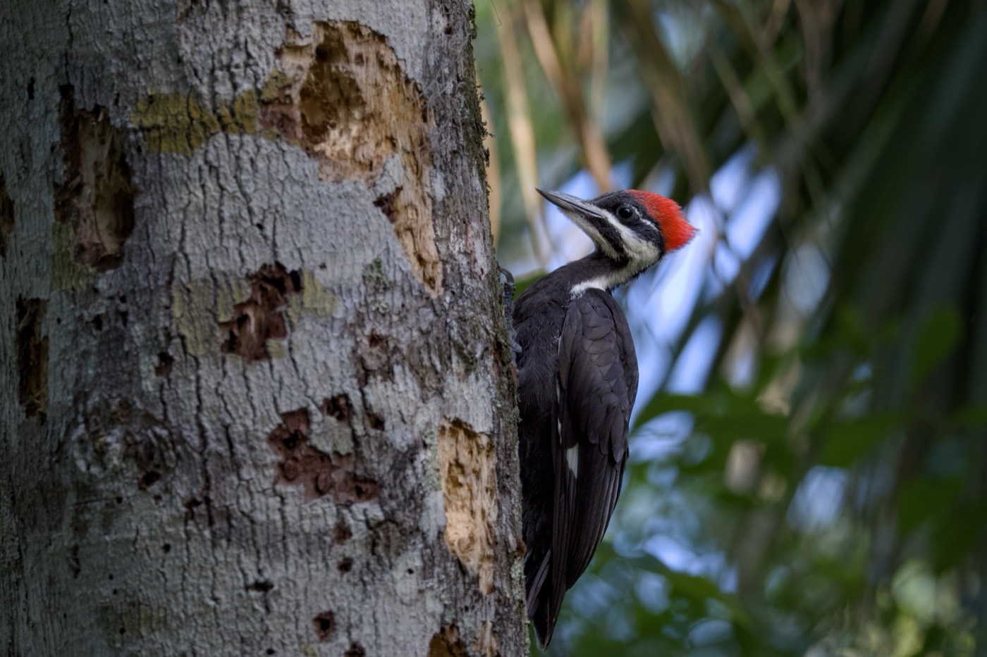 Pileated, May, Tampa Bay, Florida — fine art print