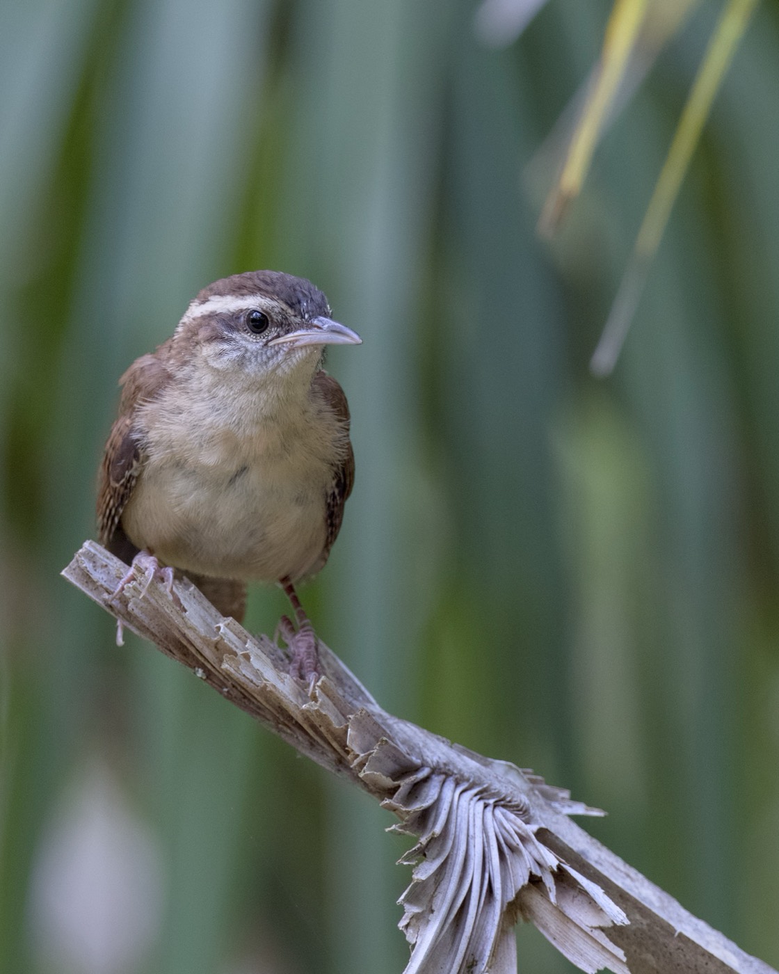 Wren in the Shade, Tampa Bay, Florida — fine art print