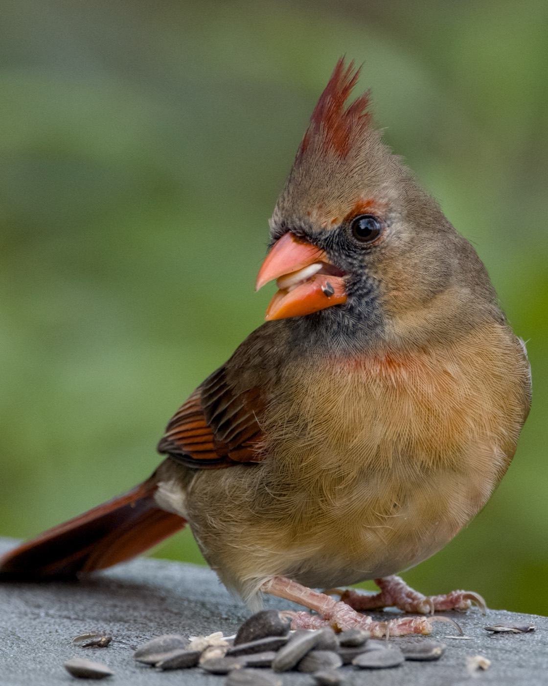 Female Cardinal, May, Tampa Bay, Florida — fine art print