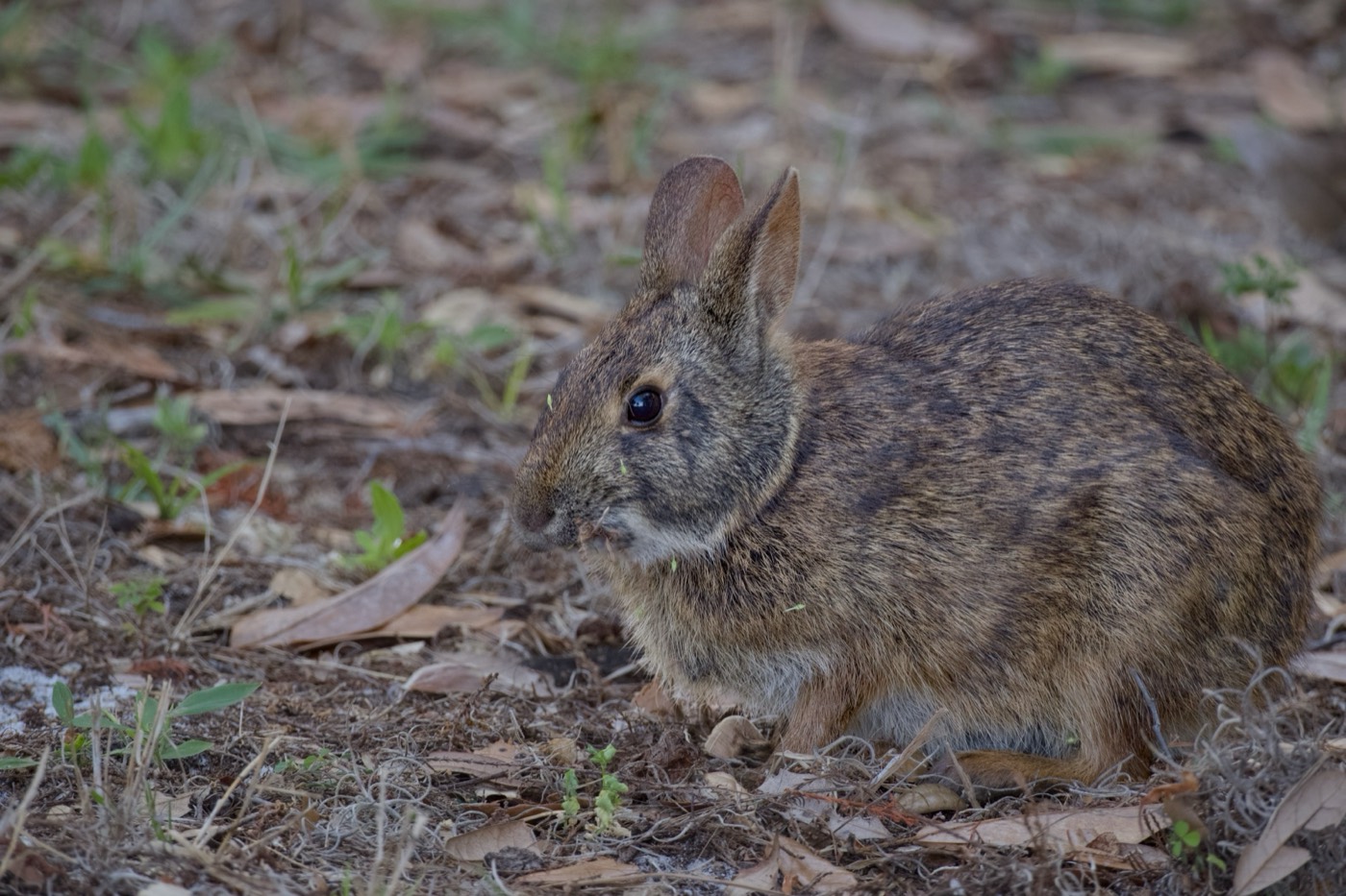 Marsh Rabbit, Tampa Bay, Florida — fine art print