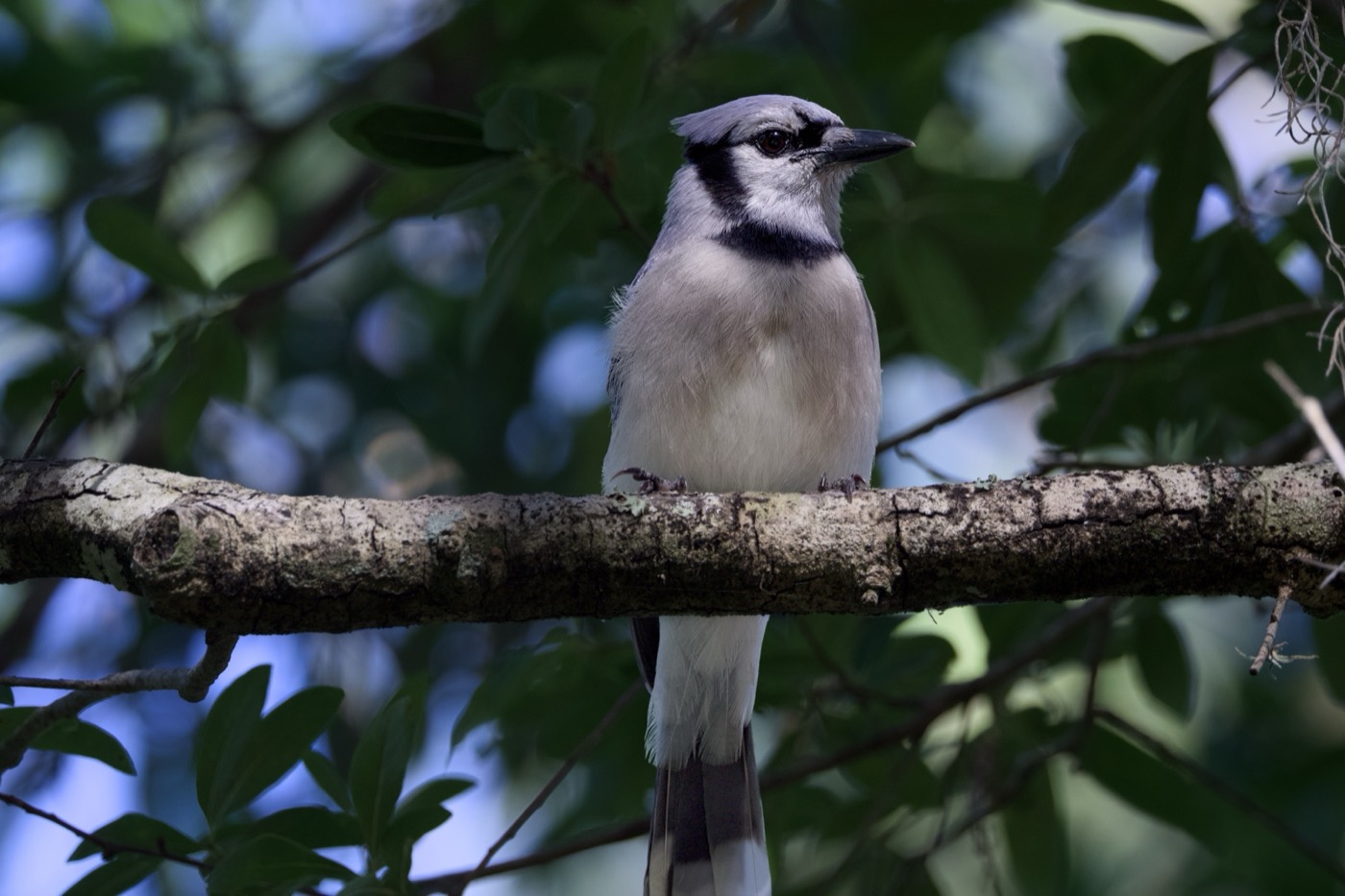 Blue Jay on Oak, Tampa Bay, Florida — fine art print