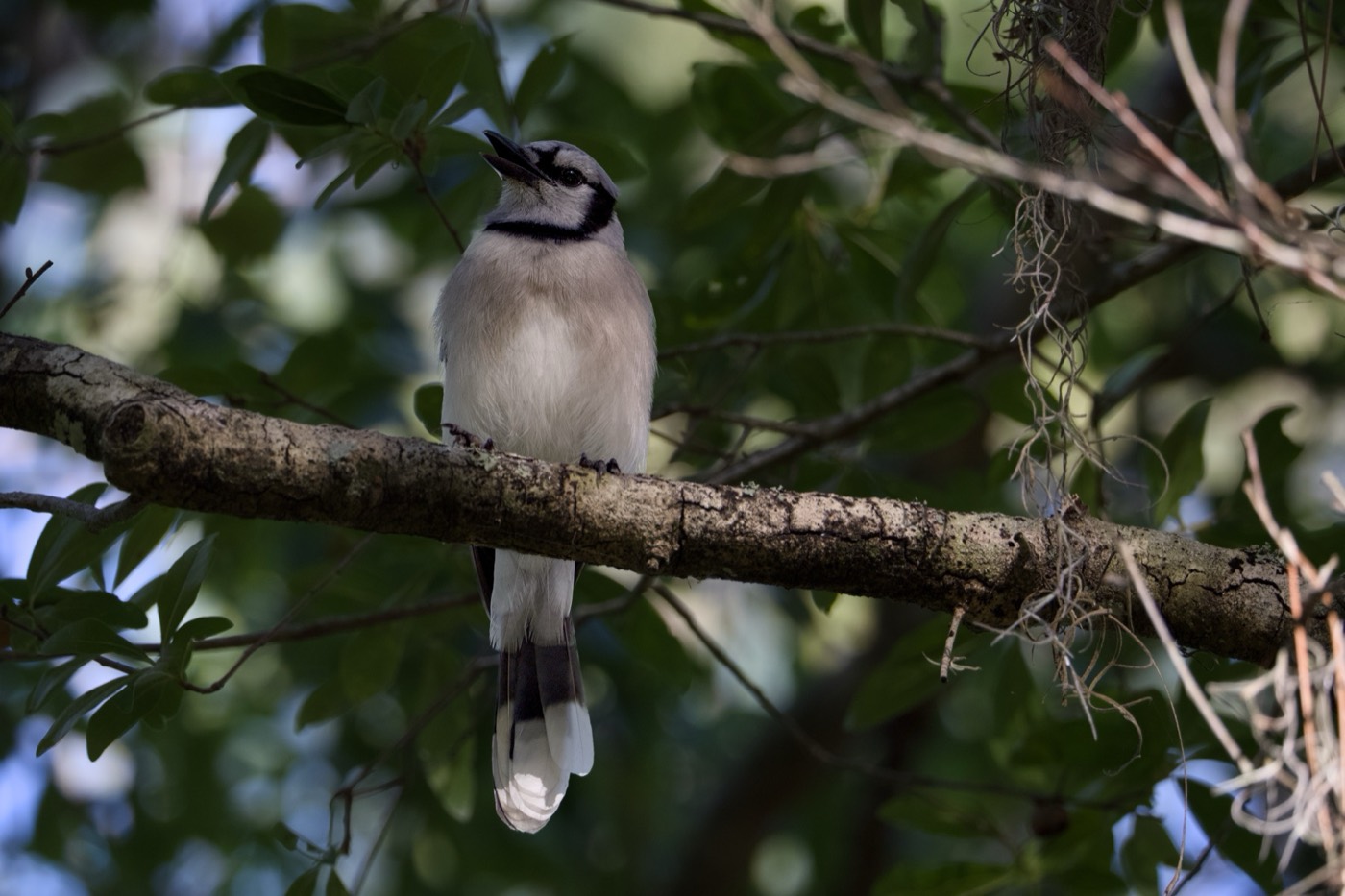 Blue Jay, Profile, Tampa Bay, Florida — fine art print