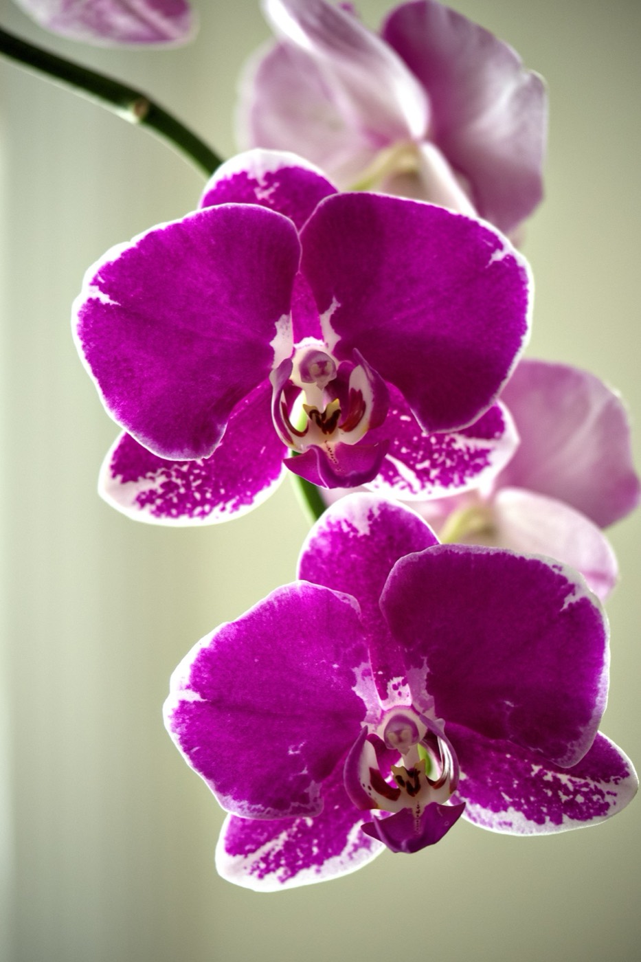 Purple Orchids, Tampa Bay, Florida — fine art print
