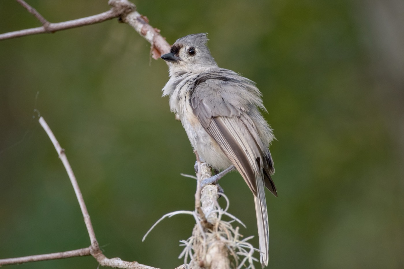 Gray Flycatcher, Tampa Bay, Florida — fine art print