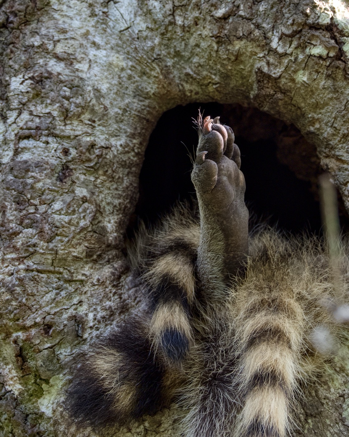 Raccoon Kits, Tampa Bay, Florida — fine art print