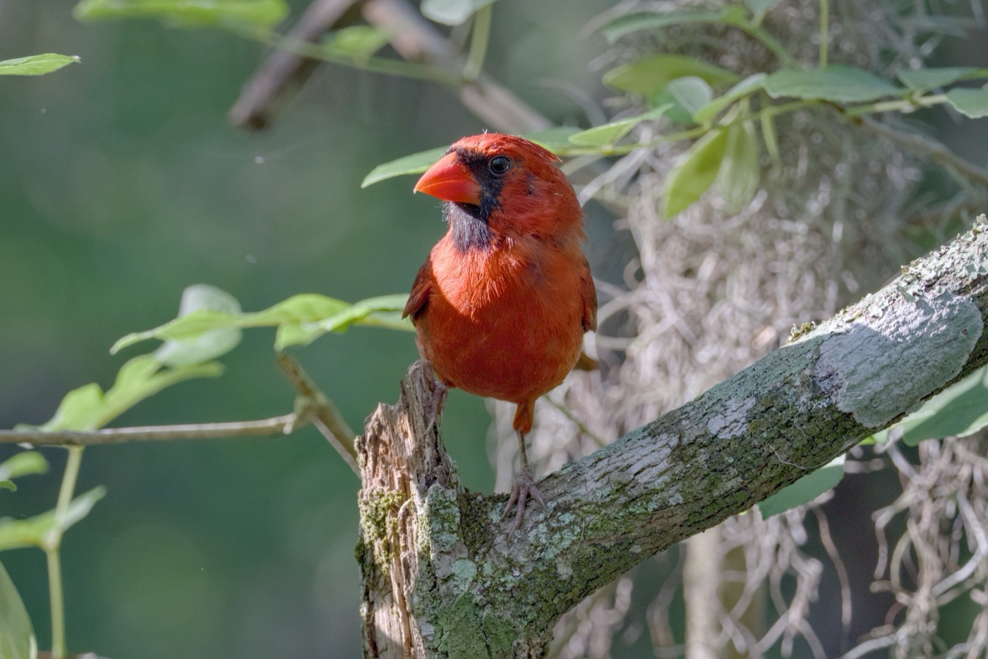 Cardinal in May Green, Tampa Bay, Florida — fine art print