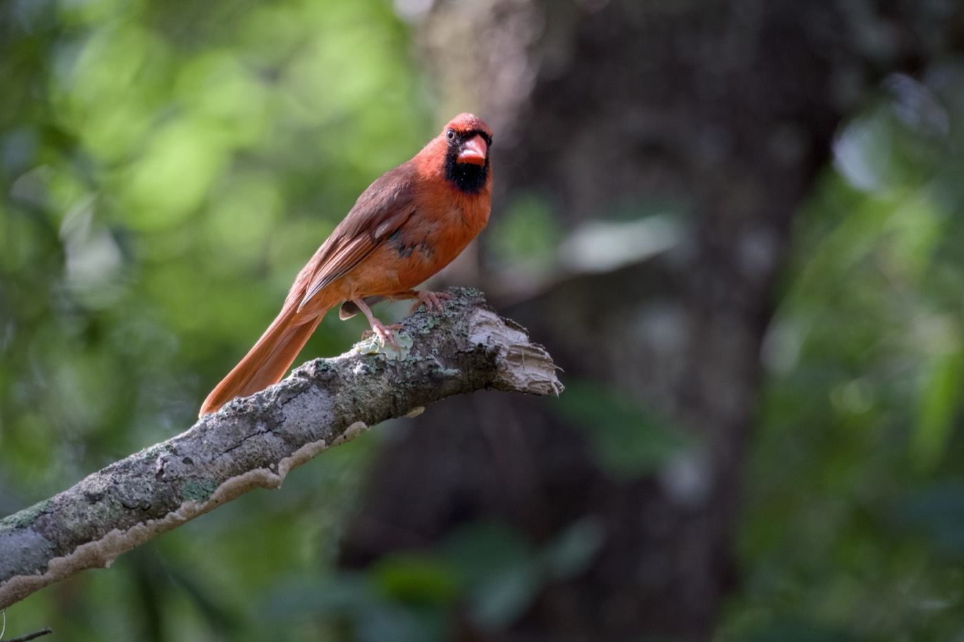 June Cardinal, Tampa Bay, Florida — fine art print