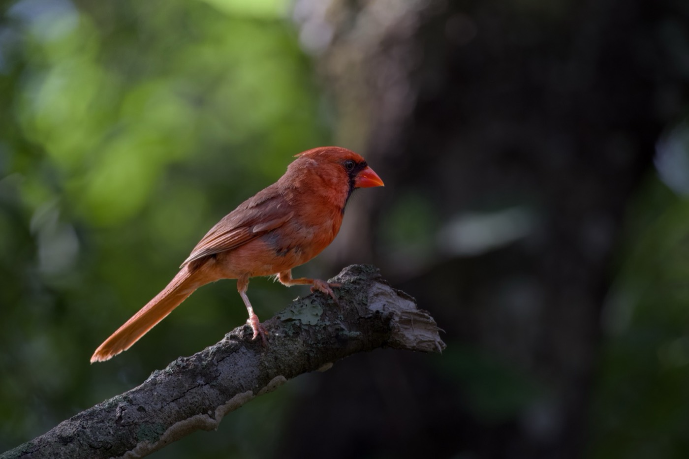 Cardinal, Open Woods, Tampa Bay, Florida — fine art print