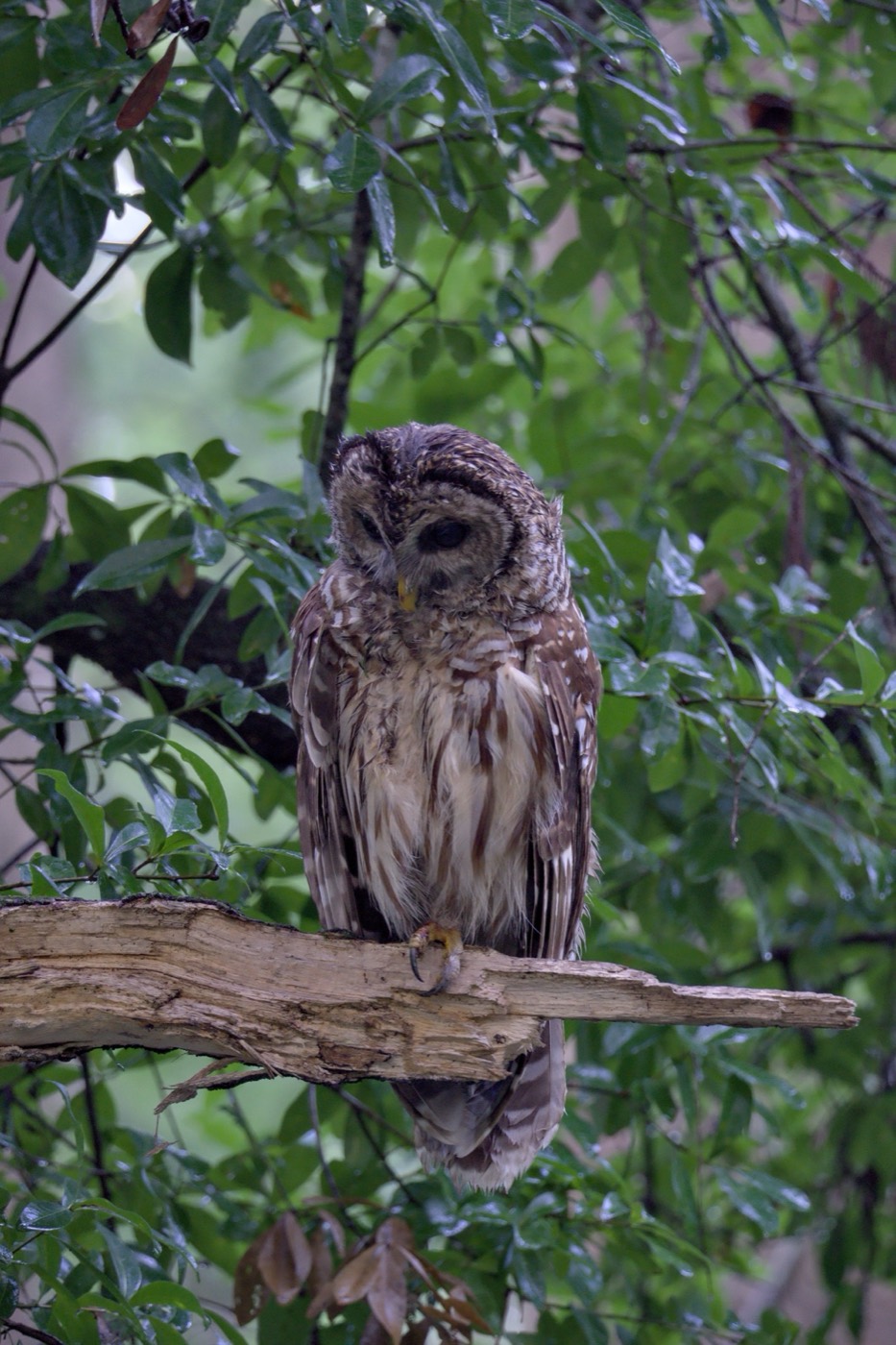Barred Owl, June, Tampa Bay, Florida — fine art print