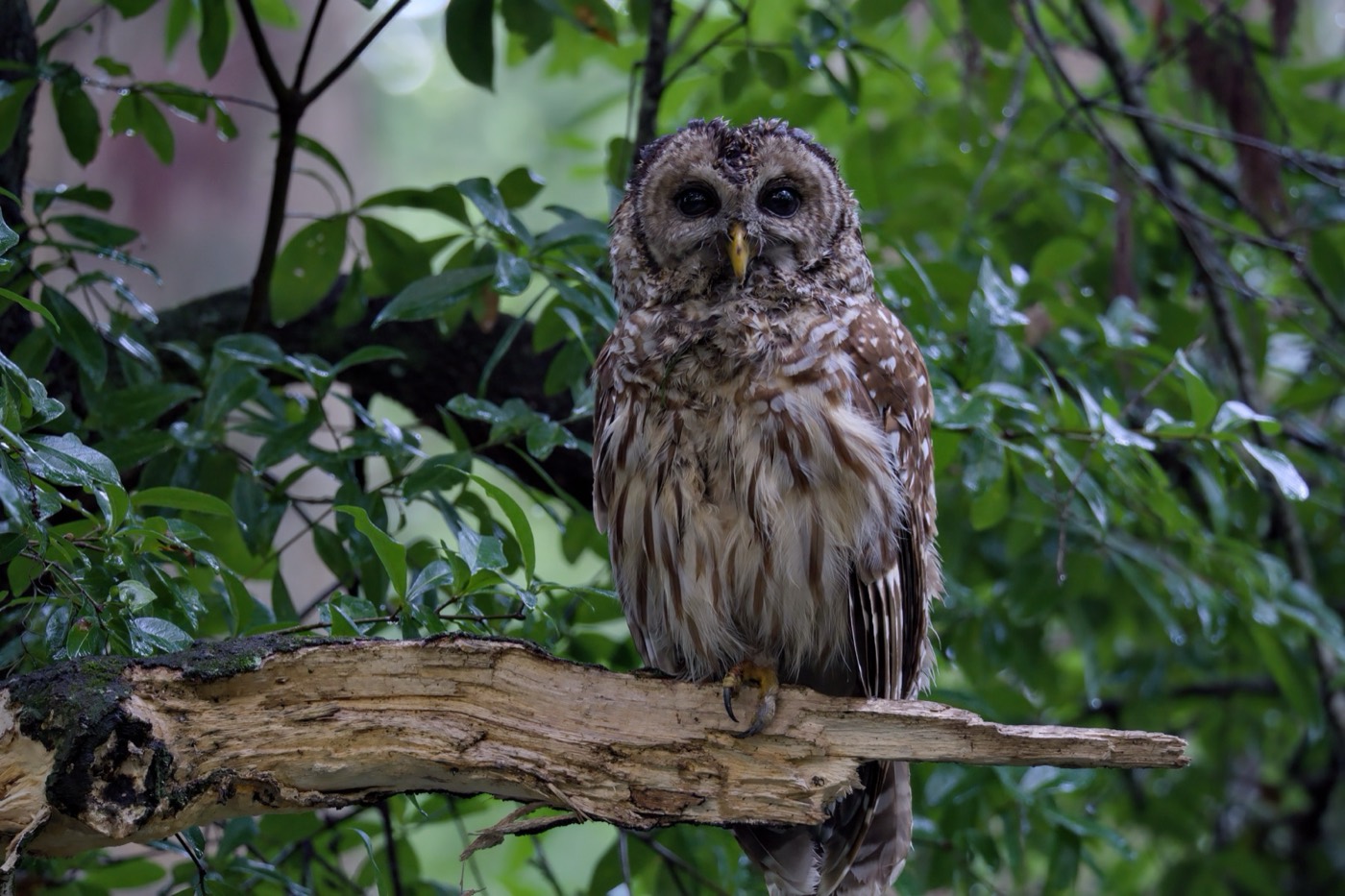 Barred Owl in Leaf, Tampa Bay, Florida — fine art print