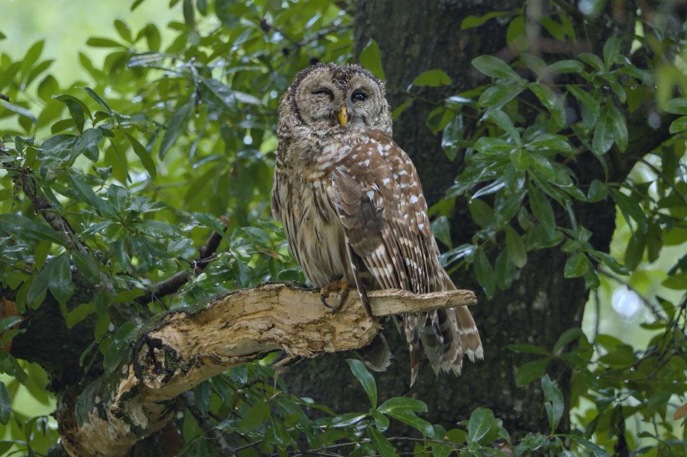 Barred Owl, Close, Tampa Bay, Florida — fine art print