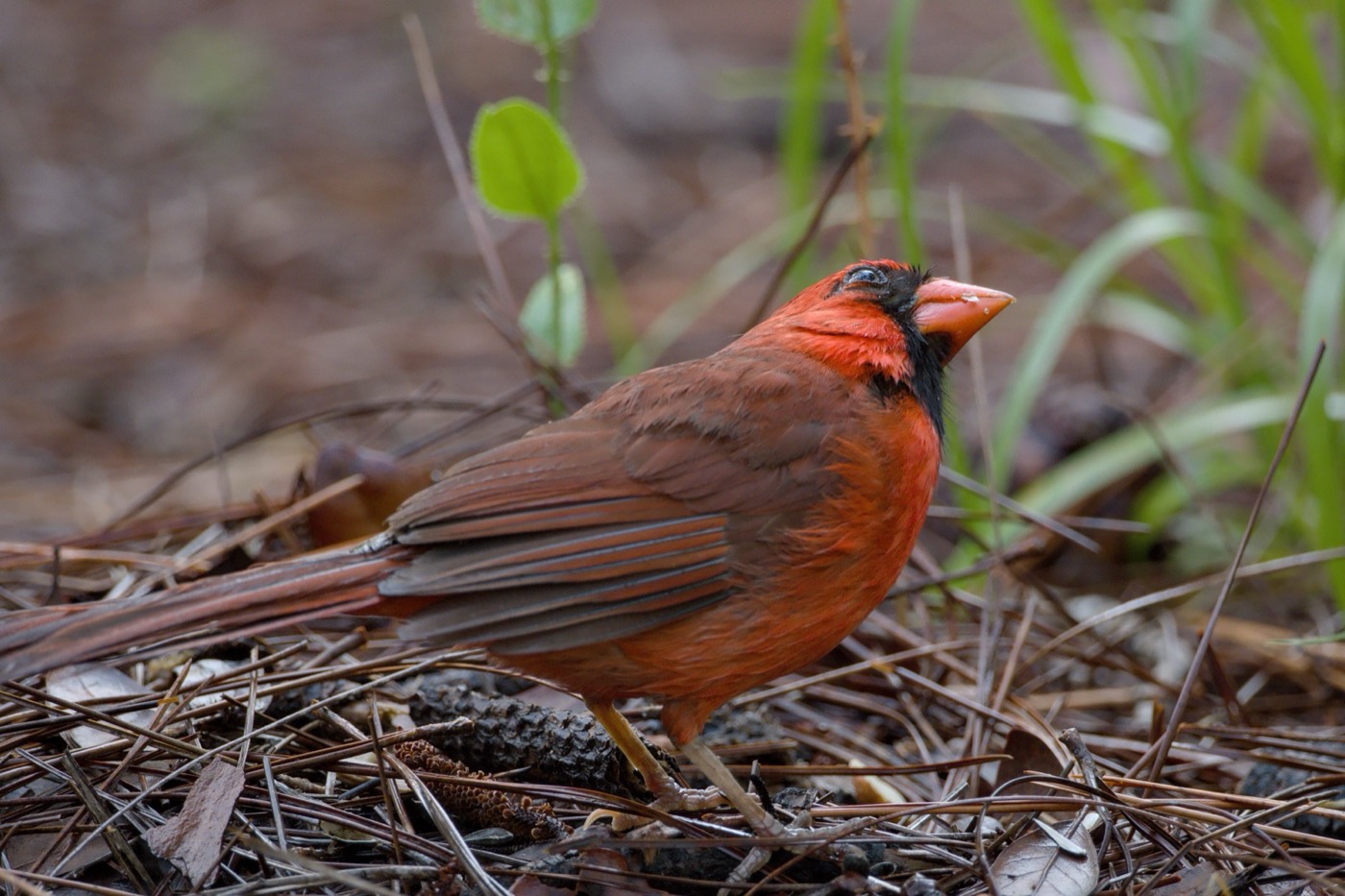 Cardinal on the Nest Edge, Tampa Bay, Florida — fine art print