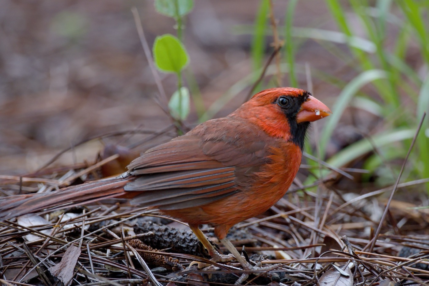 Cardinal in the Grass, Tampa Bay, Florida — fine art print