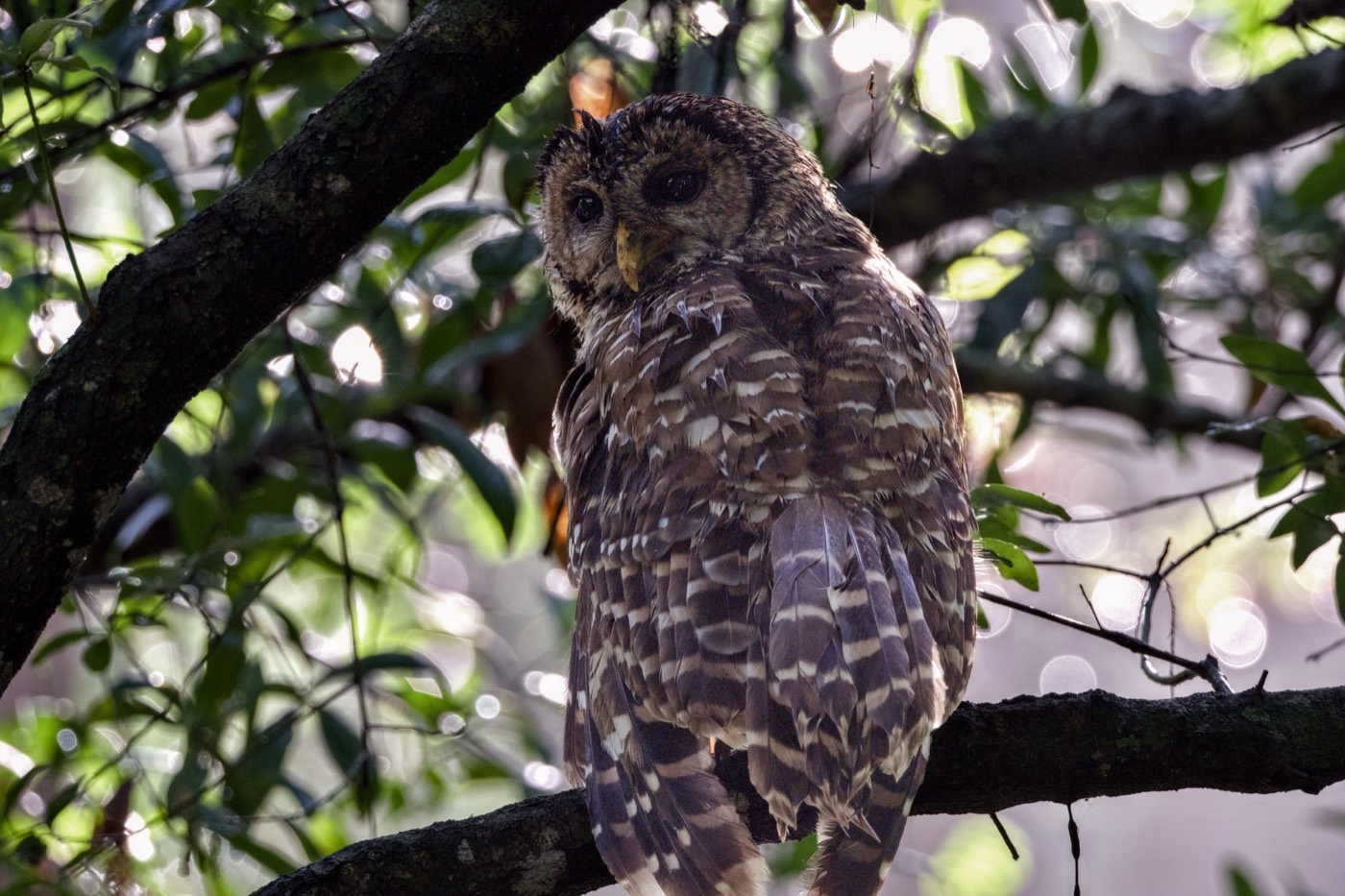 Barred Owl, July, Tampa Bay, Florida — fine art print