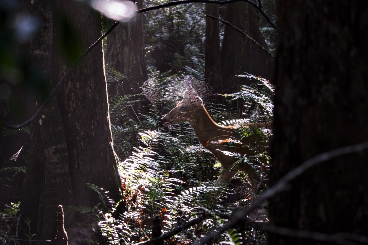 On the Forest Floor, Tampa Bay, Florida — fine art print