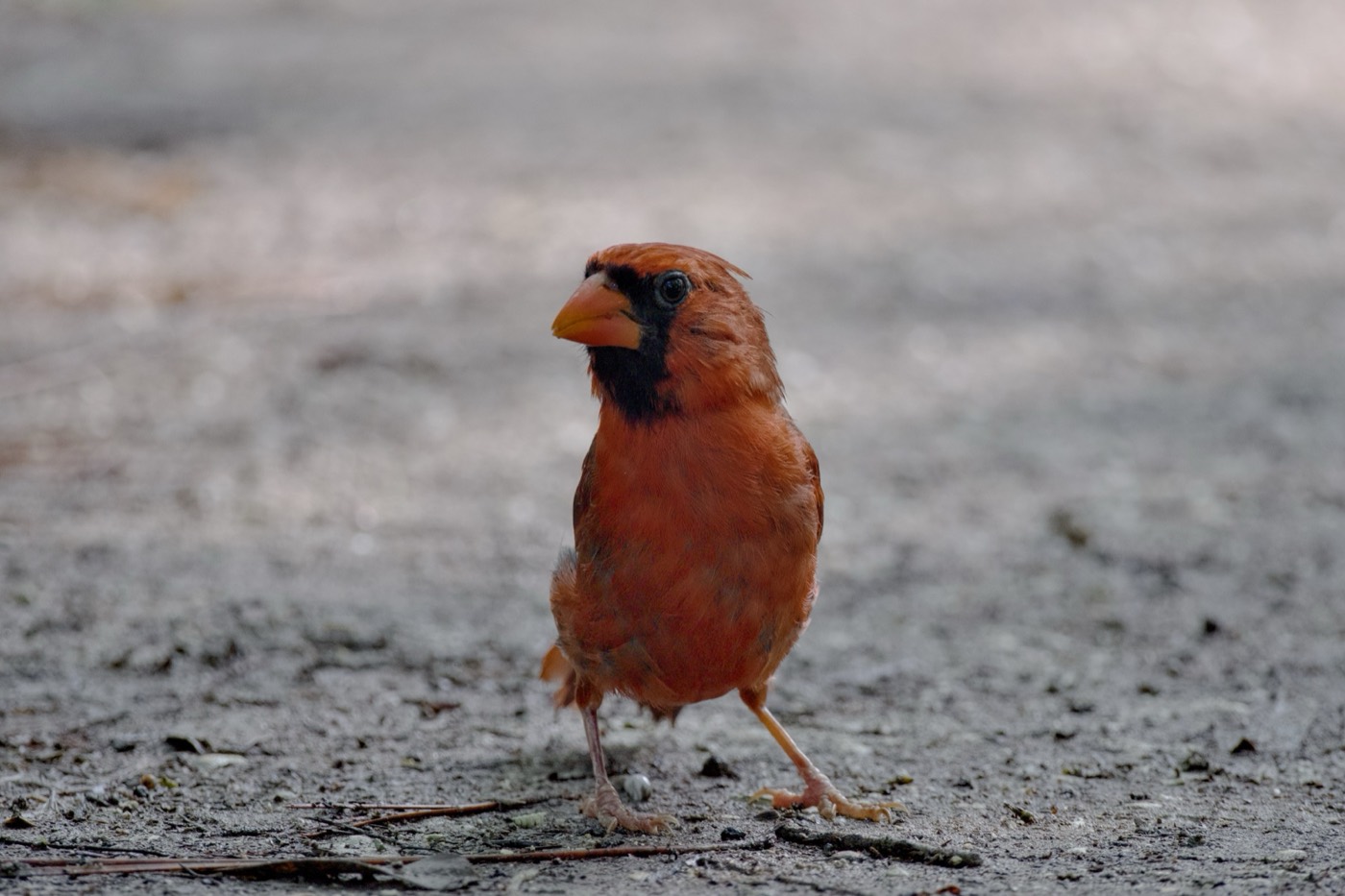Summer Cardinal, Tampa Bay, Florida — fine art print