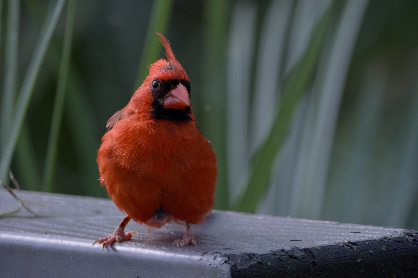 Cardinal, Full Frame, Tampa Bay, Florida — fine art print