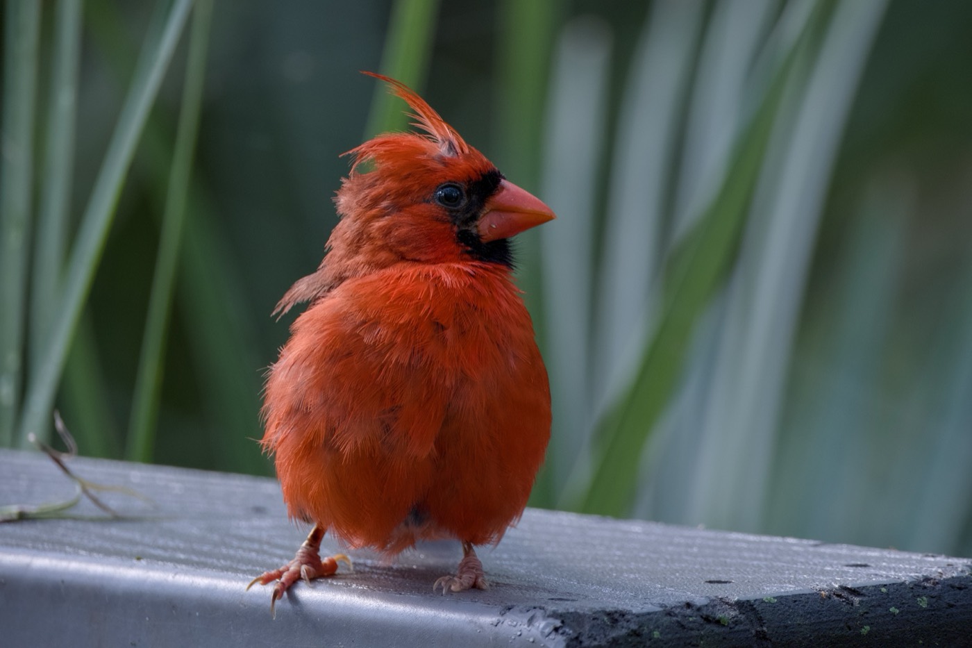 Cardinal Among Palms, Tampa Bay, Florida — fine art print