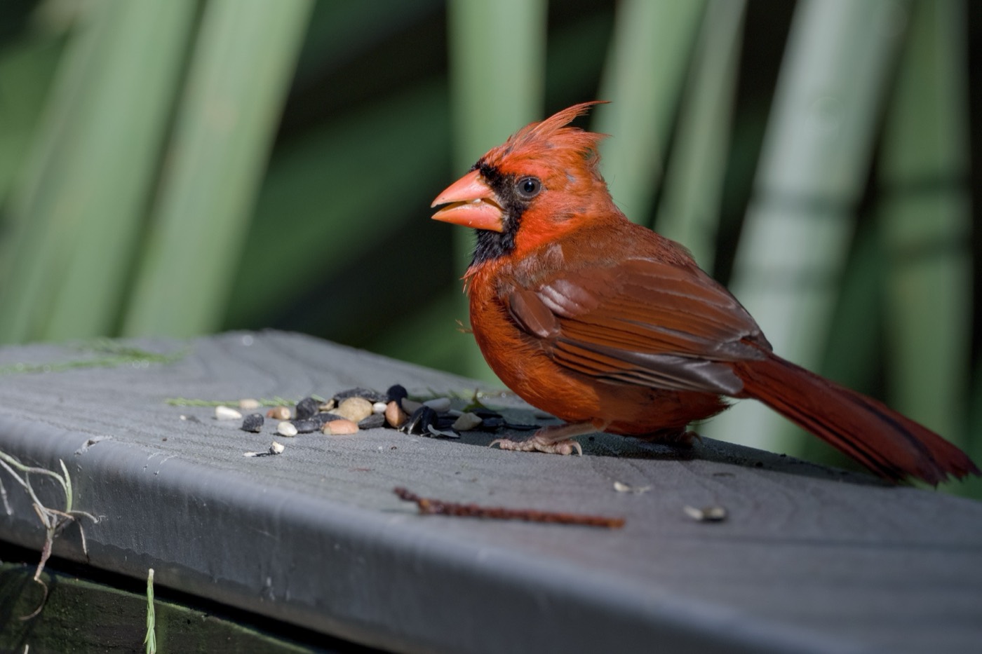 Cardinal at Seed, Tampa Bay, Florida — fine art print