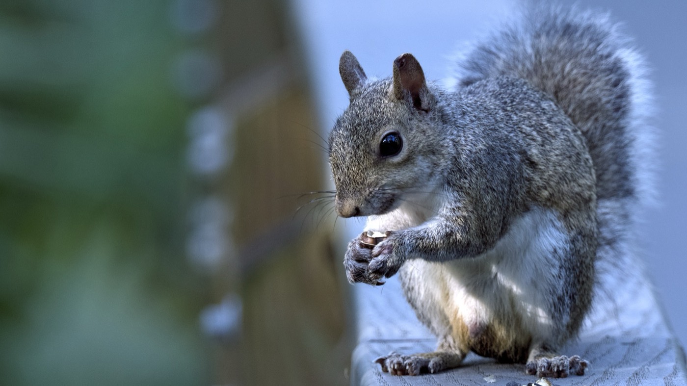 Gray Squirrel, Tampa Bay, Florida — fine art print