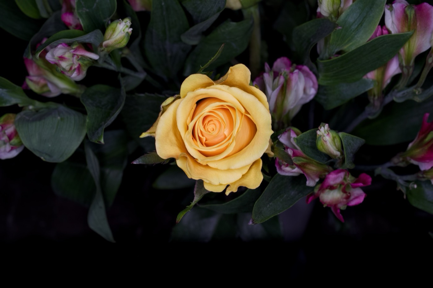 Yellow Garden Rose, Tampa Bay, Florida — fine art print