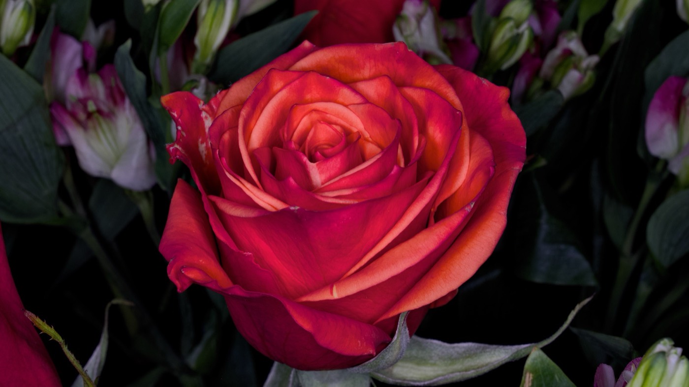 Orange Rose, Tampa Bay, Florida — fine art print