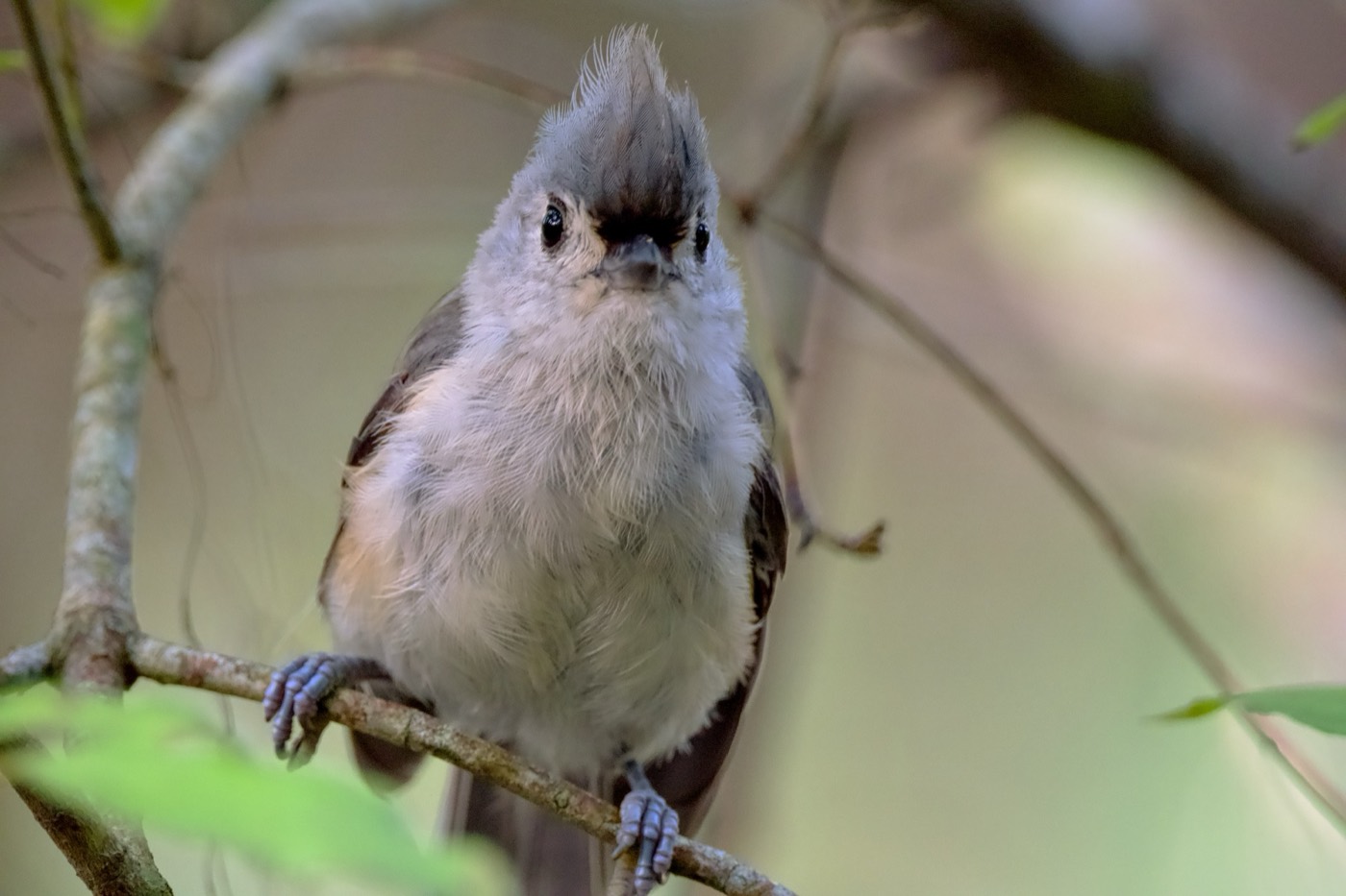 Tufted Titmouse, Summer, Tampa Bay, Florida — fine art print