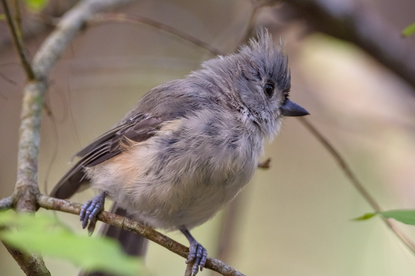 Young Titmouse, Tampa Bay, Florida — fine art print
