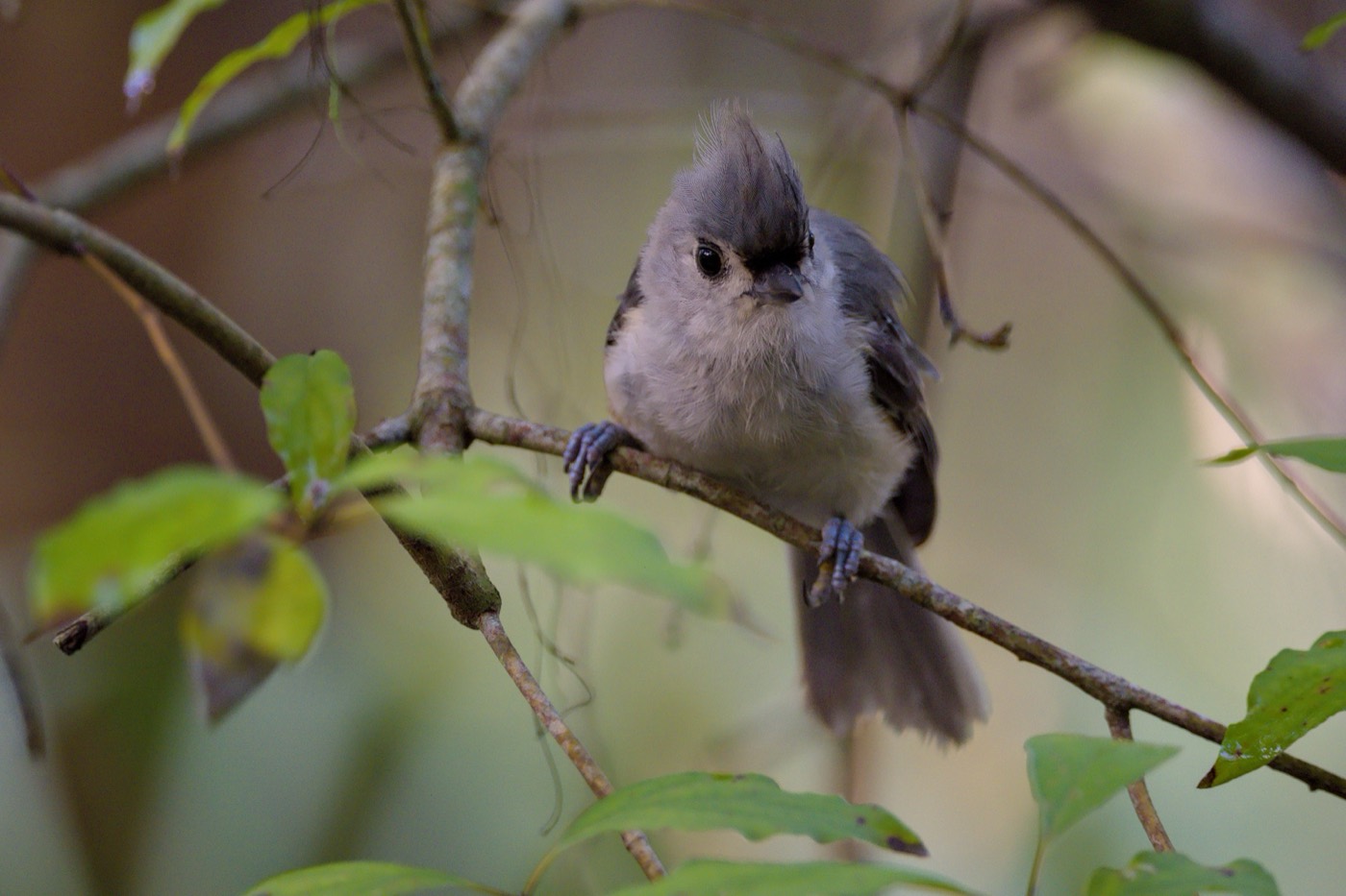 Titmouse in Shade, Tampa Bay, Florida — fine art print