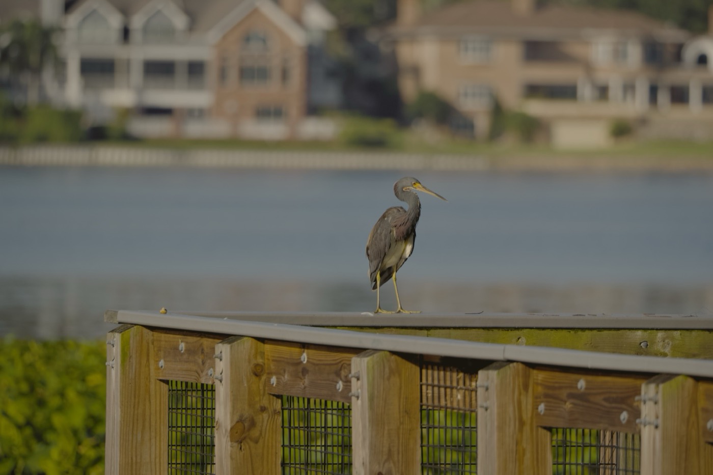 Heron Across the Pond, Tampa Bay, Florida — fine art print