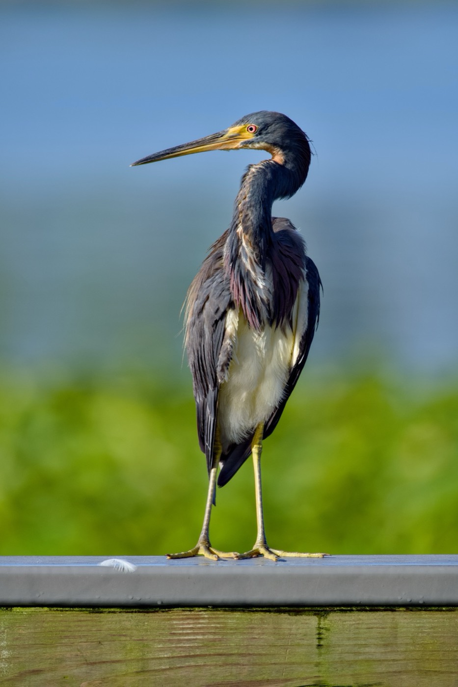 Tricolored Heron, Dock, Tampa Bay, Florida — fine art print