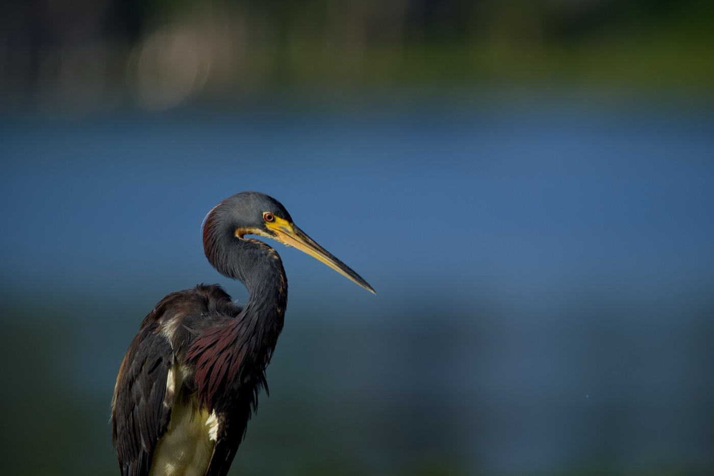 Dark Heron, Tampa Bay, Florida — fine art print