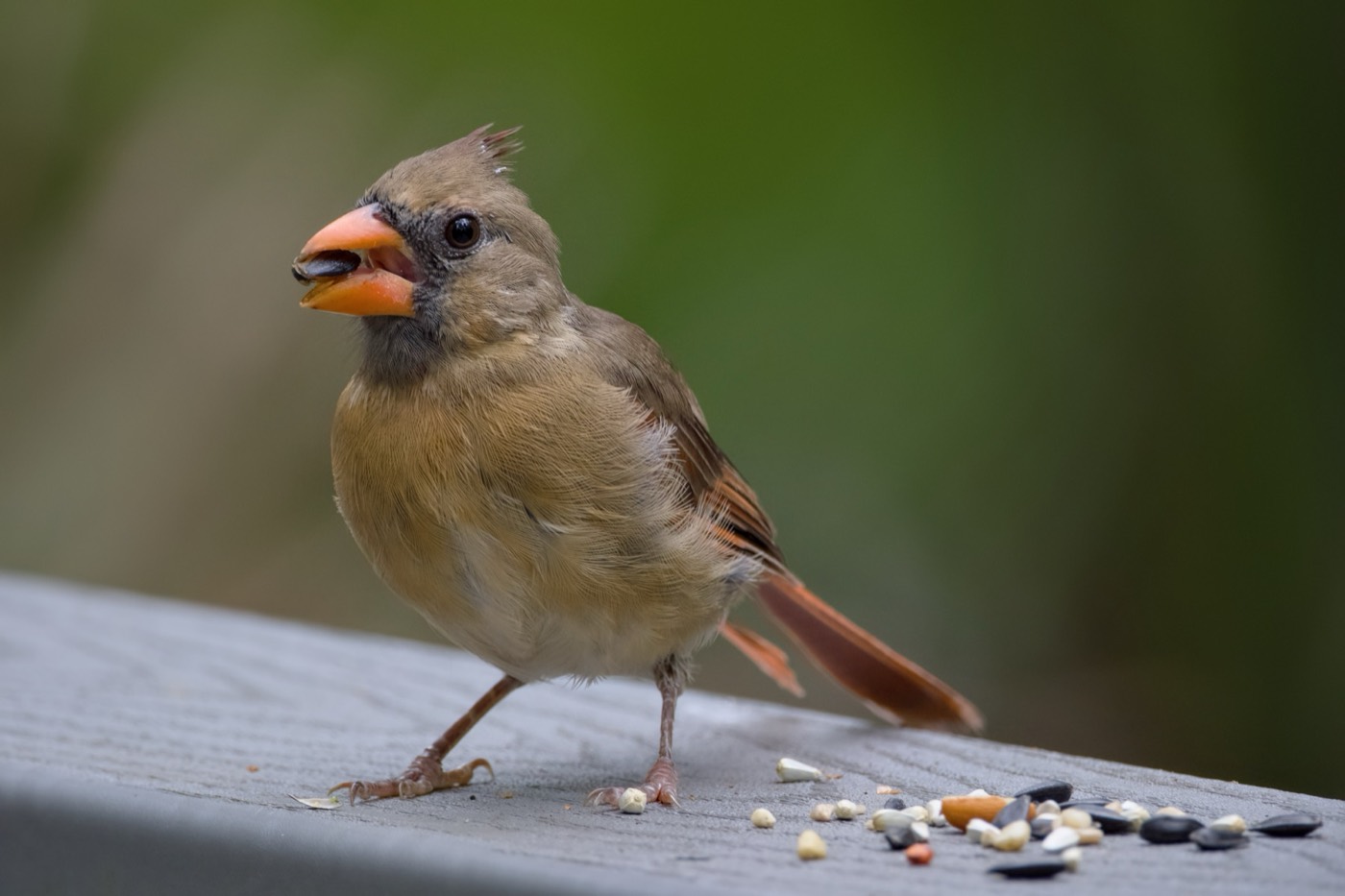 September Cardinal, Tampa Bay, Florida — fine art print