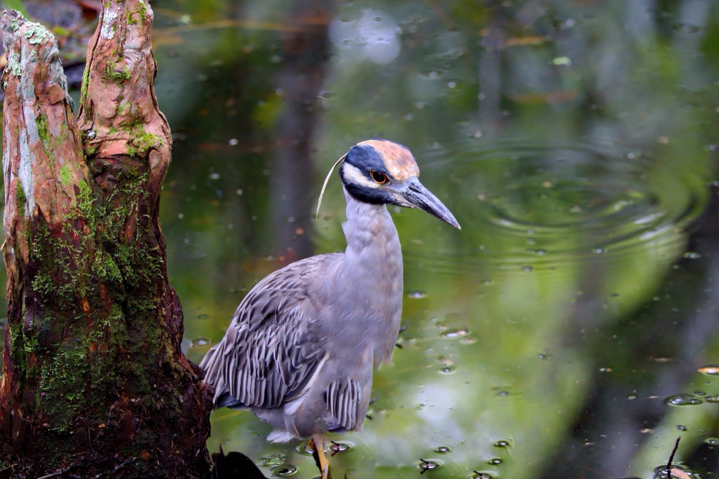 Night-Heron in Cover, Tampa Bay, Florida — fine art print