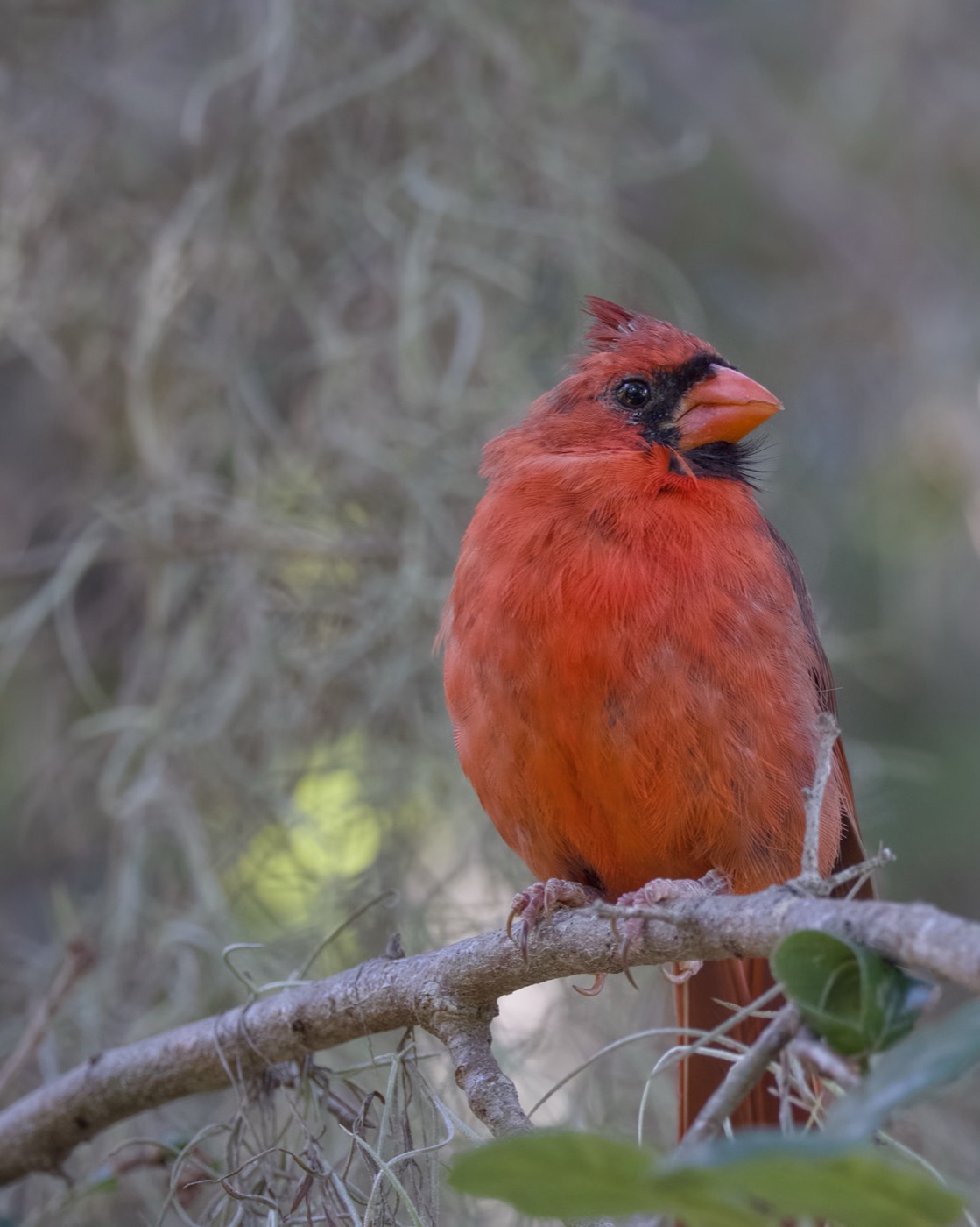 Cardinal, September, Tampa Bay, Florida — fine art print